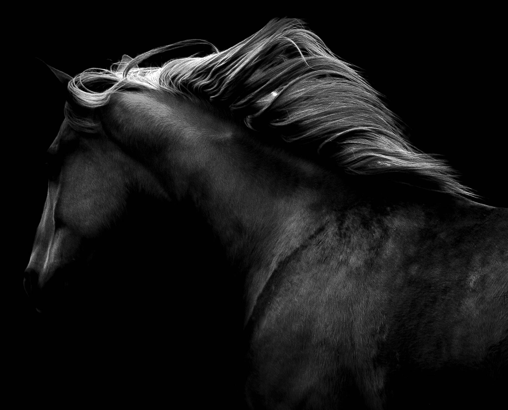 Akram Menari - Beauté du cheval 