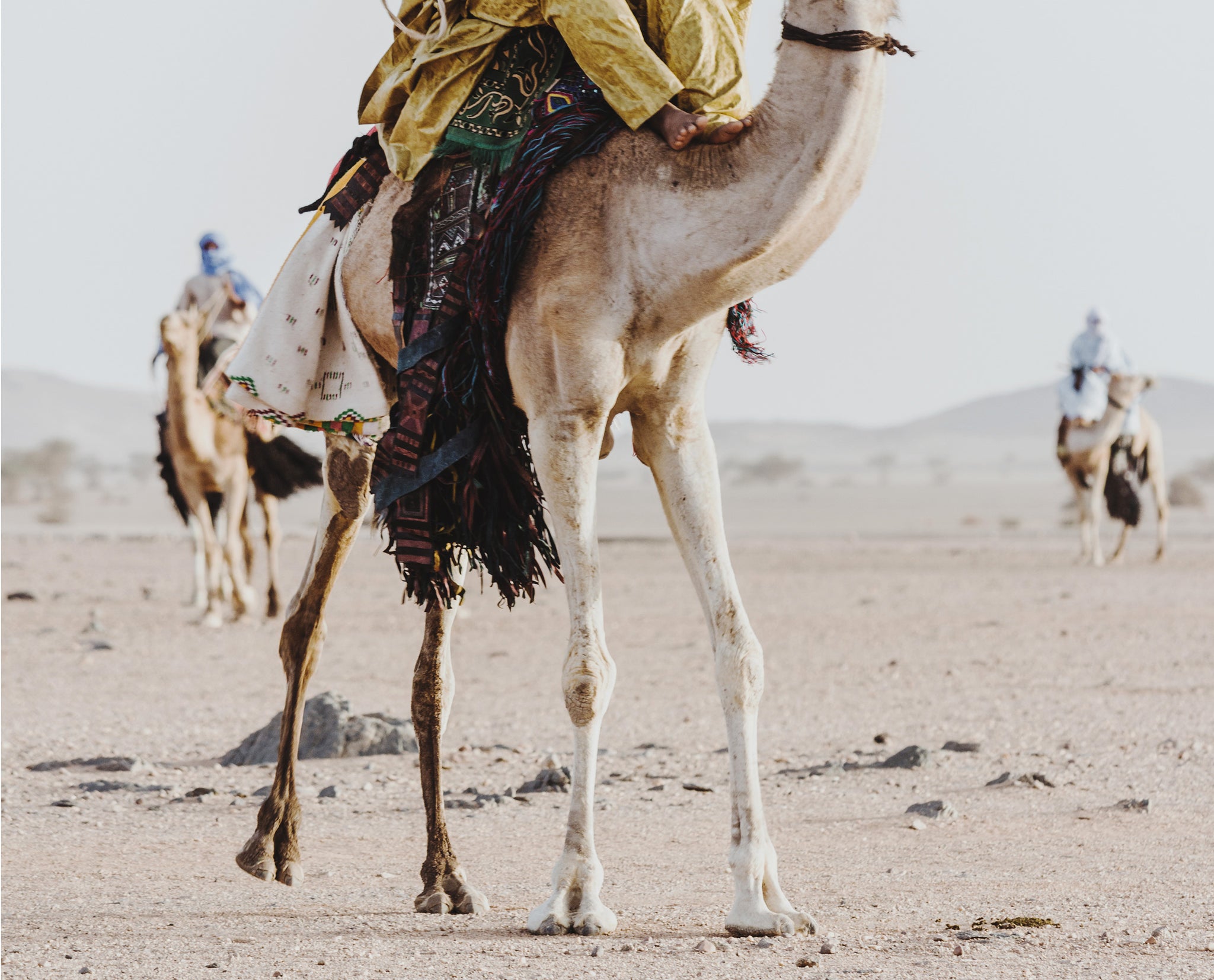 Tuareg Knights